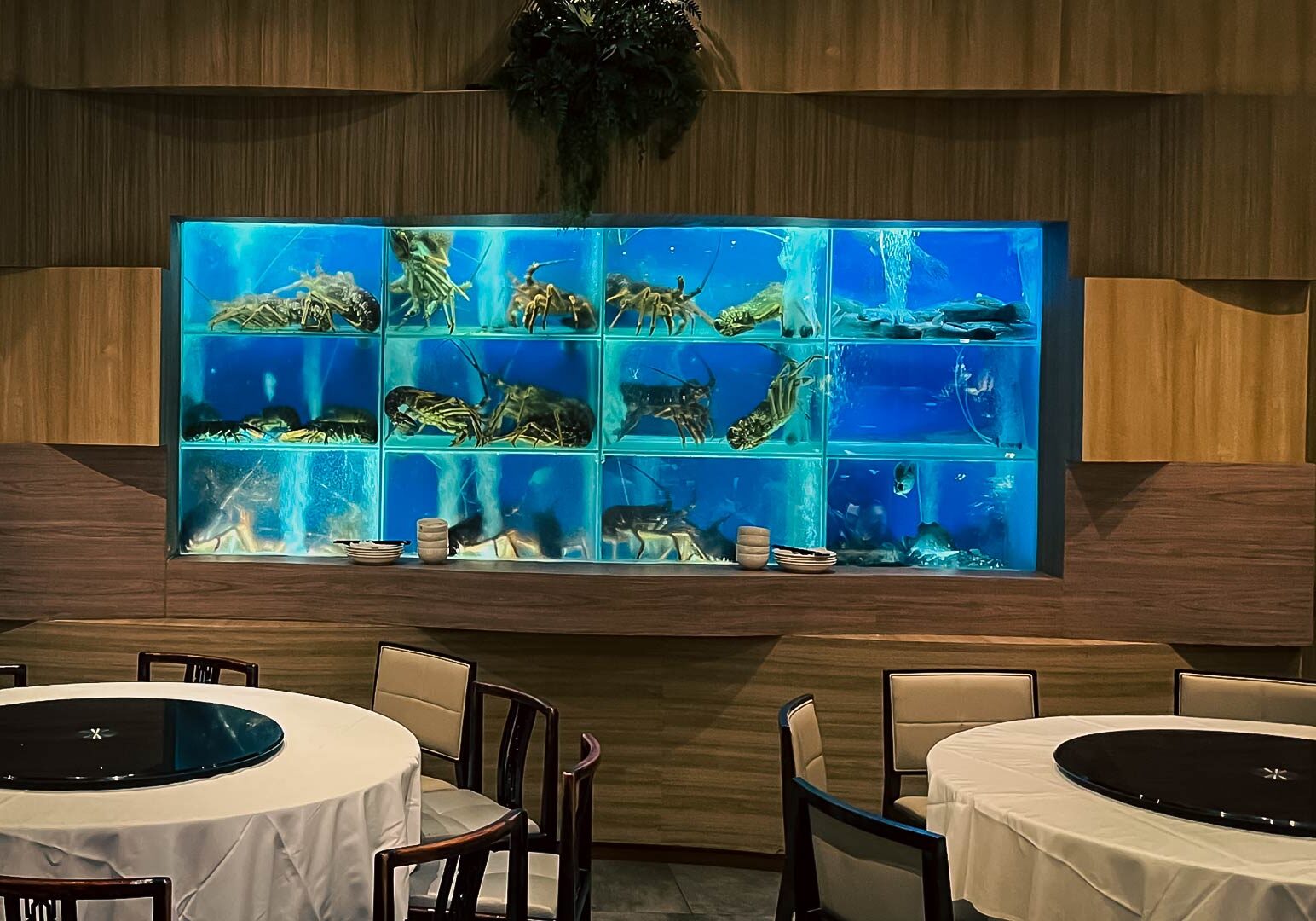 6-Palm-Beach-Seafood Restaurant interior with a wall of illuminated live seafood tanks filled with lobsters and shellfish, surrounded by round dining tables and neatly arranged seating.